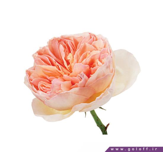 خرید آنلاین - گل صد تومانی فرارنگ  - Fararang  | گل آف